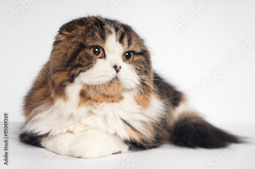Scottish fold Highland Straight cat portrait