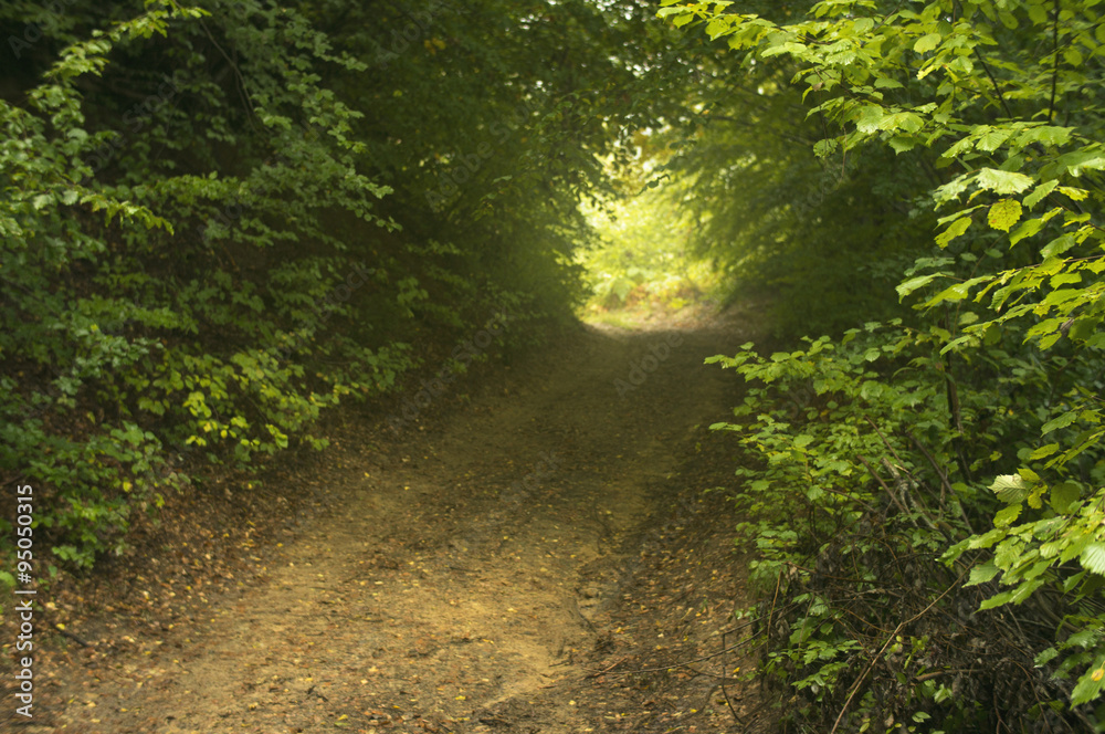 Fototapeta premium Mystical path