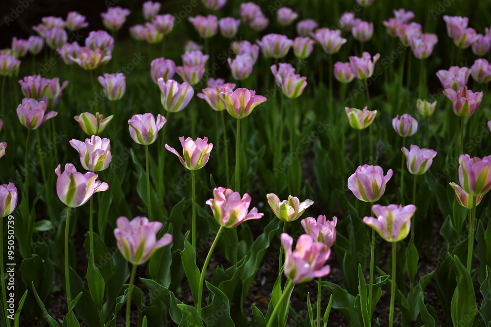 Sprigtime tulips Sprigtime tulips