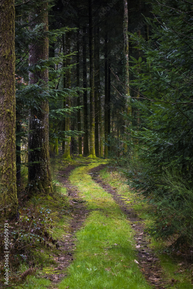 Enchated trail Enchated trail