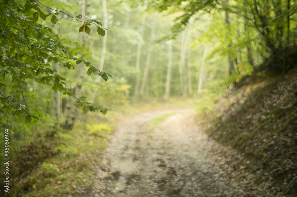 Fototapeta premium Mystical path