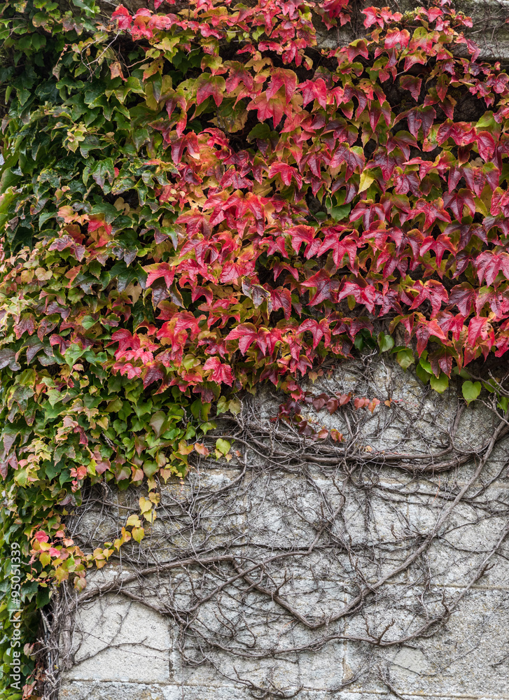 Naklejka premium Autumn leaves