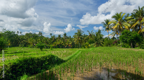 Rice field near the town of Ubud