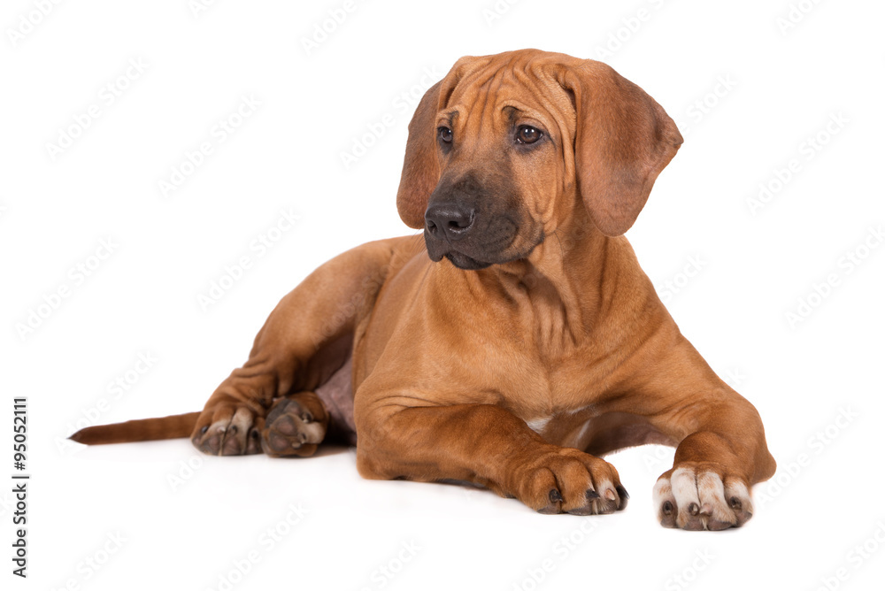 rhodesian ridgeback puppy lying down on white rhodesian ridgeback puppy lying down on white