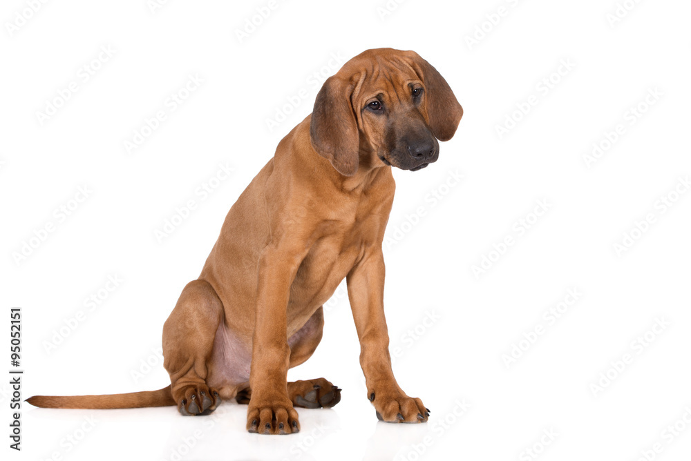 rhodesian ridgeback puppy