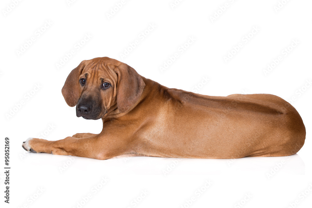 rhodesian ridgeback puppy lying down