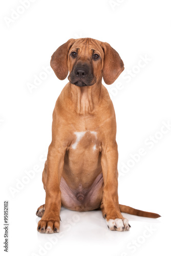 rhodesian ridgeback puppy sitting