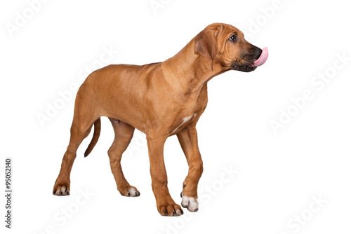 rhodesian ridgeback puppy on white