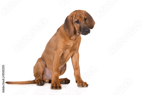 rhodesian ridgeback puppy