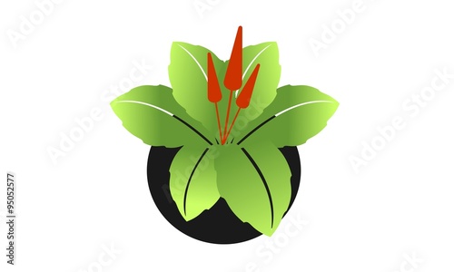 Anthurium flowers planted in the wide leaves of black vase on a park / garden