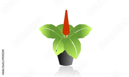 Anthurium flowers planted in the wide leaves of black vase on a park / garden