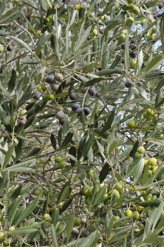 Olive verdi e nere