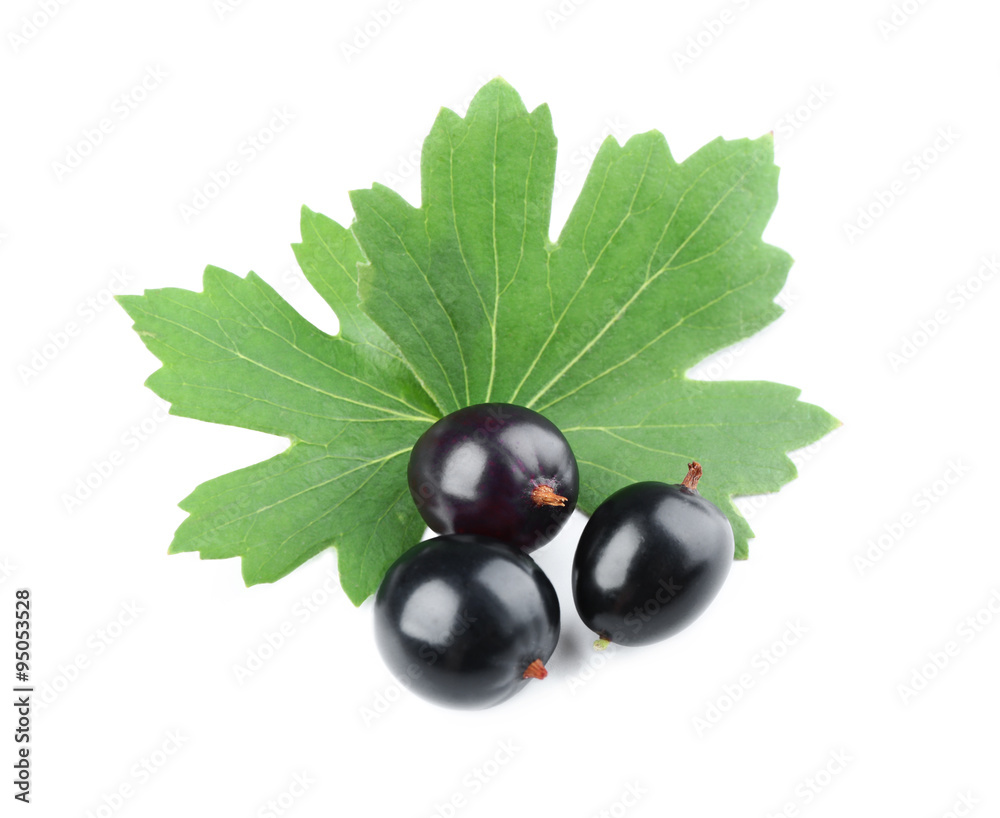 Heap of wild black currant with green leaves isolated on white Heap of wild black currant with green leaves isolated on white