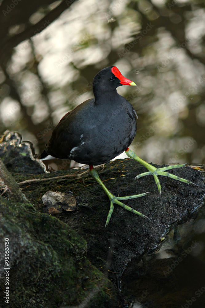 Gallinula chloropus / Камышница Gallinula chloropus / Камышница