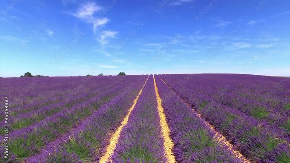 AERIAL: Flying above the rows of lush purple lavender AERIAL: Flying above the rows of lush purple lavender