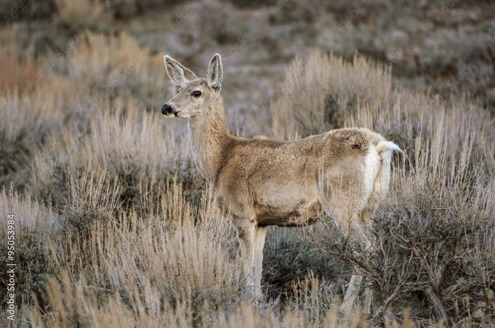 Obraz premium Mule Deer (Odocoileus hemionus), Sand Wash Basin, Colorado, USA