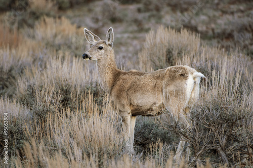 Fototapeta Naklejka Na Ścianę i Meble -  Mule Deer (Odocoileus hemionus), Sand Wash Basin, Colorado, USA