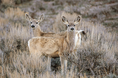 Mule Deer (Odocoileus hemionus), Sand Wash Basin, Colorado, USA