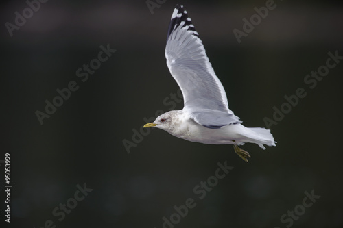 Mew Gull (Larus cans) in flight, Gabriola Island , British Columbia, Canada  