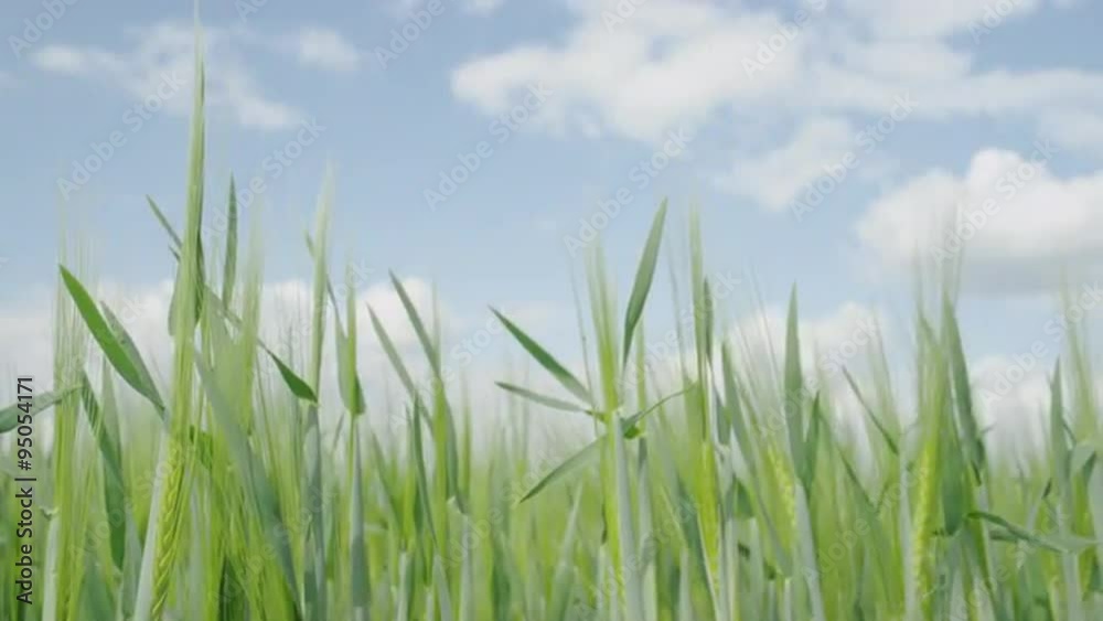 CLOSE UP: Green wheat field swaying in the wind in spring CLOSE UP: Green wheat field swaying in the wind in spring
