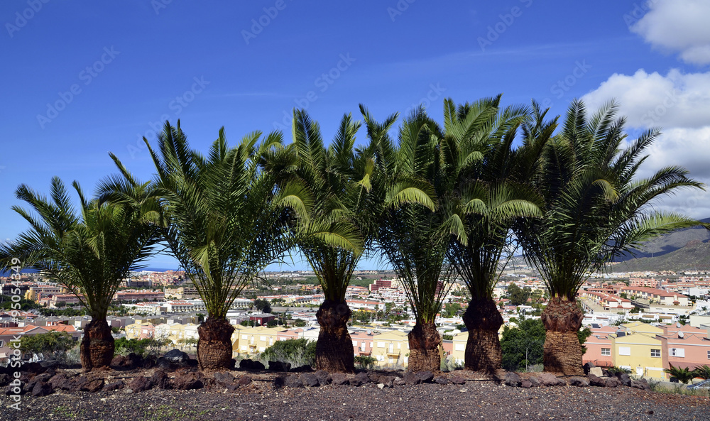 Palm trees in Costa Adeje,Tenerife,Canary Islands. Palm trees in Costa Adeje,Tenerife,Canary Islands.