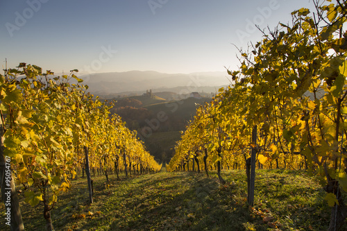 Fototapeta Naklejka Na Ścianę i Meble -  Herbst an der südsteirischen Weinstrasse,Steiermark,Österreich 