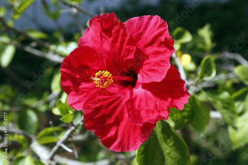 Hibiscus