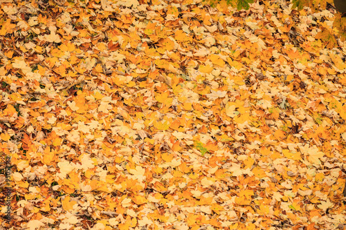Background or texture of fallen autumn fall leaves