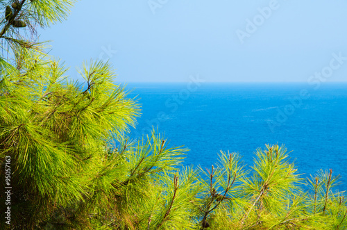 Pine tree branches with turquoise sea background  mediterranean nature