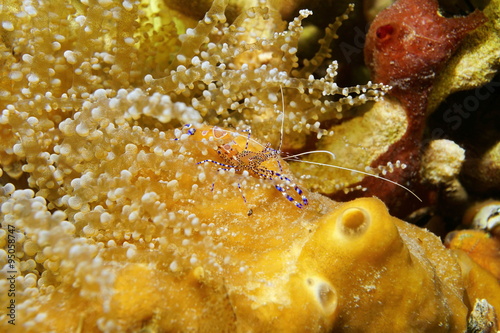 Periclimenes yucatanicus spotted cleaner shrimp photo