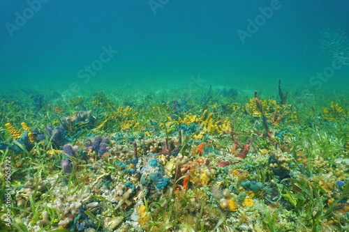 Seafloor with coral and colorful sea sponges