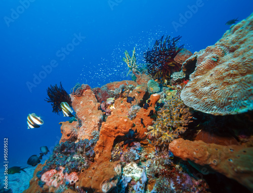 Fishes and Sea Bottom of Ecosystem