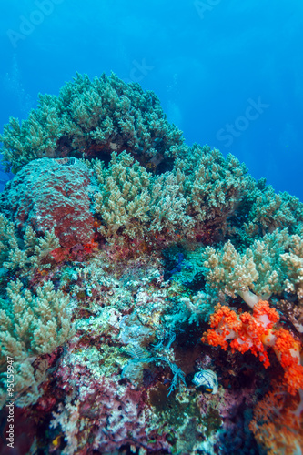 Colorful Tropical Reef Landscape