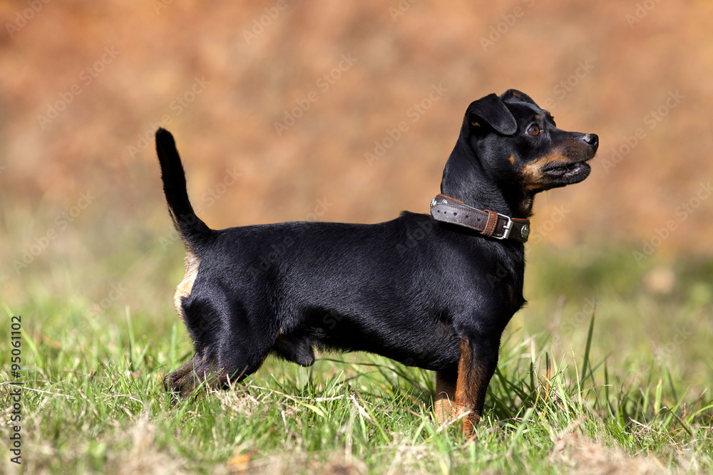 cute small pinscher dog on meadow outside cute small pinscher dog on meadow outside