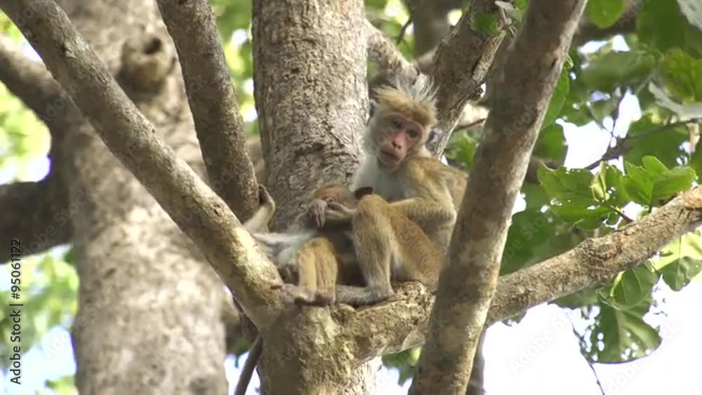 Little monkeys in a tree Little monkeys in a tree