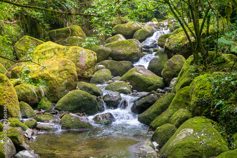 Fresh stream in the forest. Kaimai Range,New Zealand Fresh stream in the forest. Kaimai Range,New Zealand