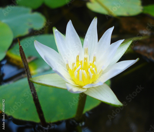 White lotus flower