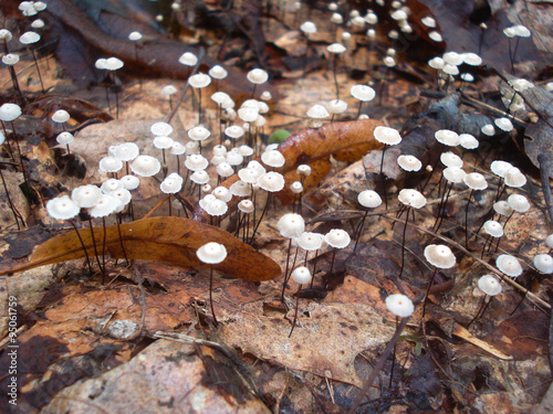 Undergrowth tiny mushrooms 