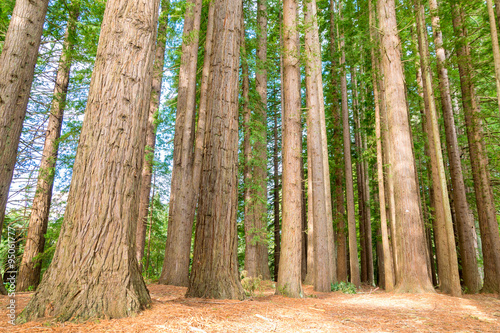 Redwoods near the lake Rotorua, New Zealand