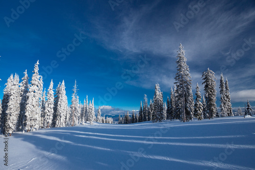 Forest skiing country