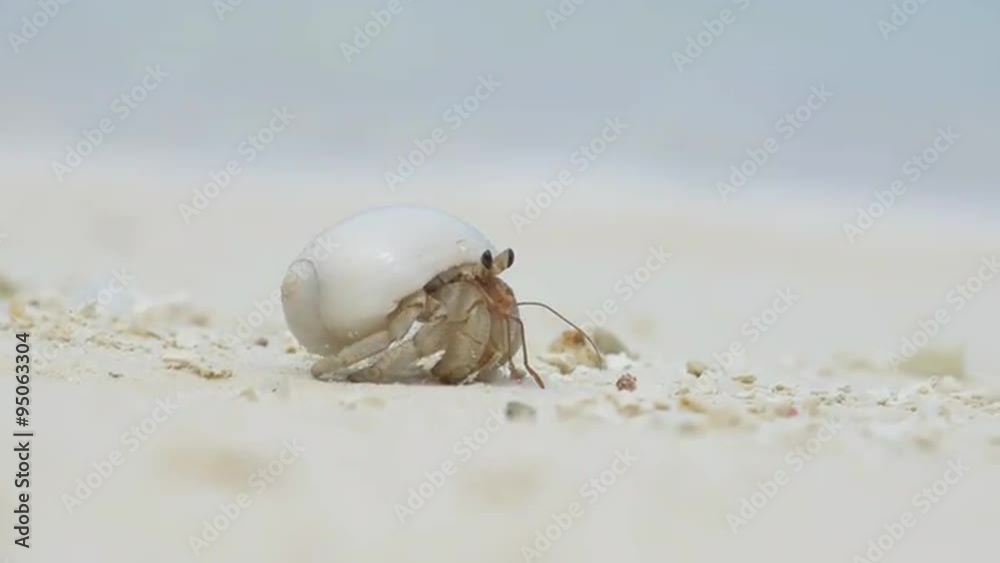 CLOSE UP: Hermit crab on the sandy beach