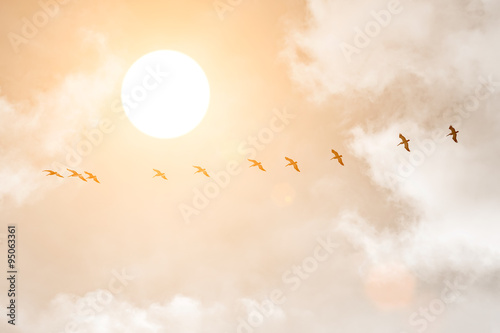 Silhouettes of Great White Pelicans at sunset