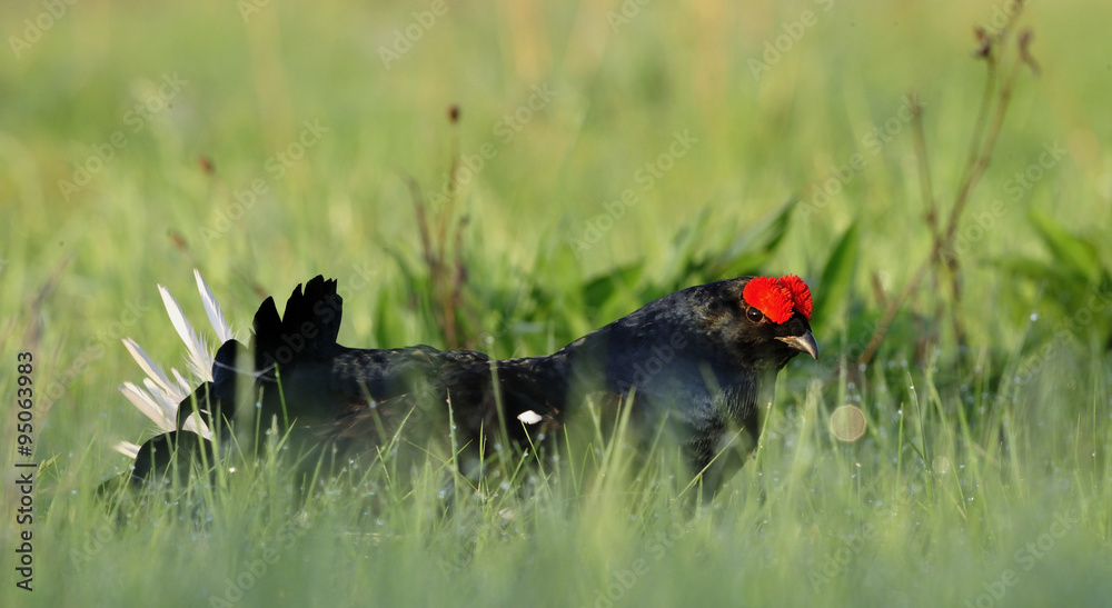 Portrait of a lekking black grouse (Tetrao tetrix)
Portrait of a lekking black grouse (Tetrao tetrix)