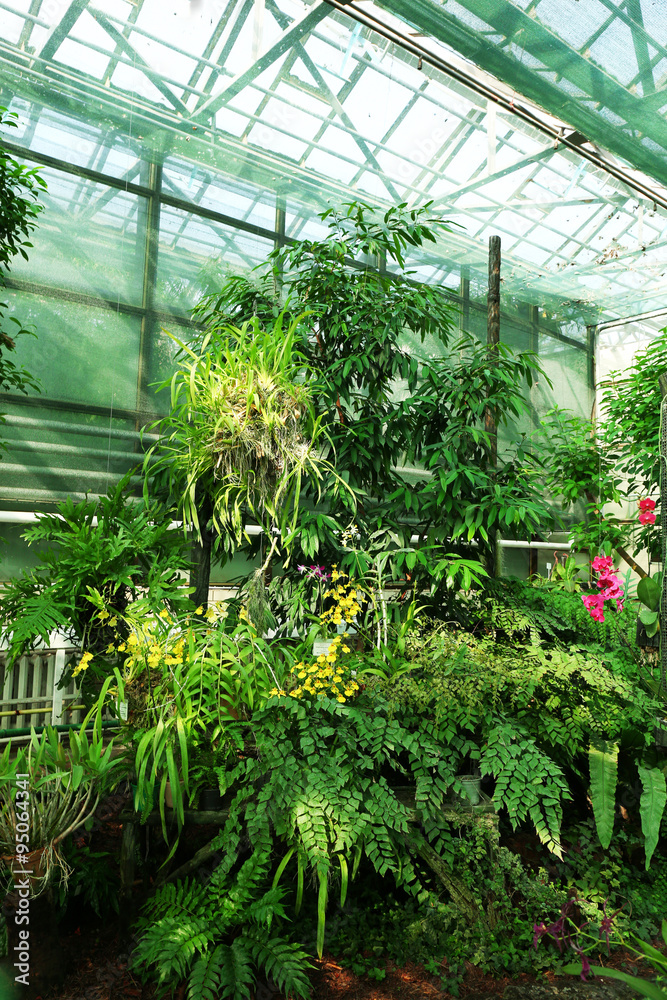 Tropical Plants in greenhouse at botanic garden
