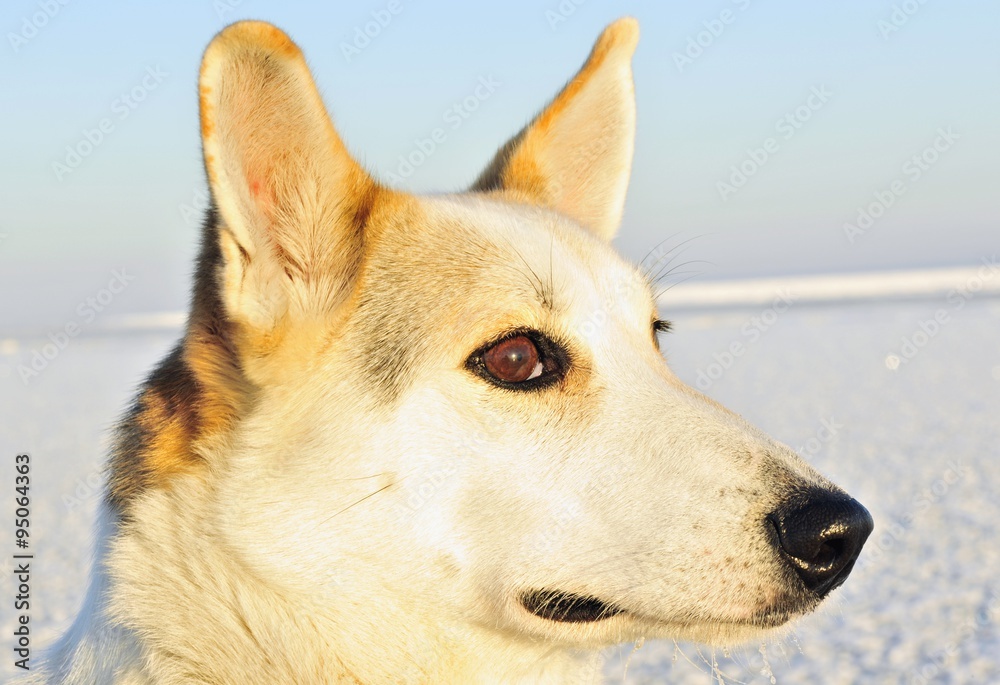 Portrait of a dog.(Canis lupus familiaris) close up