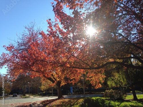 sun piercing through leaves on a fall afternoon