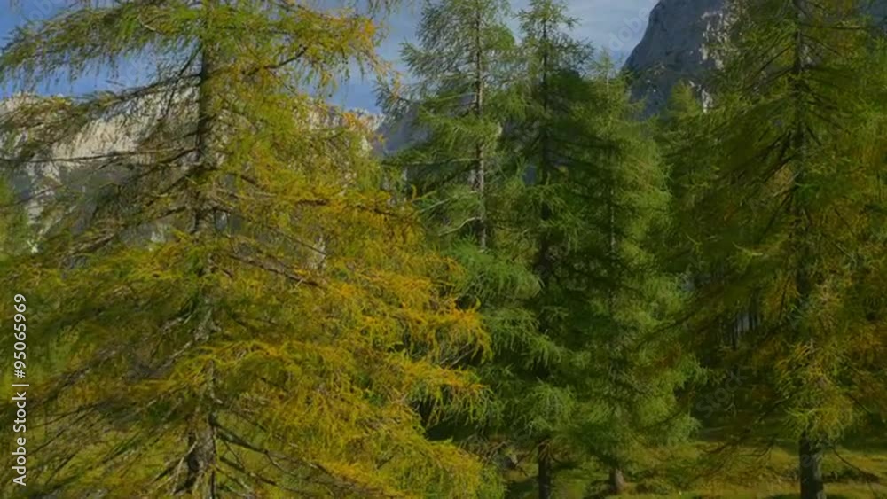 AERIAL: Colorful larches on mountaintop in fall AERIAL: Colorful larches on mountaintop in fall