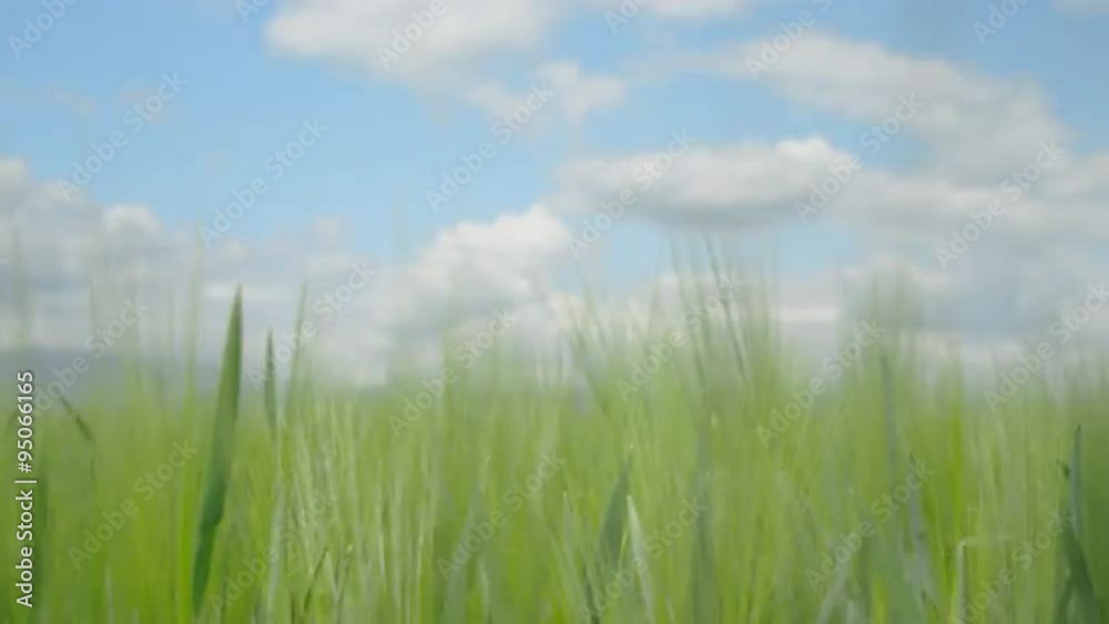 CLOSE UP: Green wheat field swaying in the wind in spring CLOSE UP: Green wheat field swaying in the wind in spring