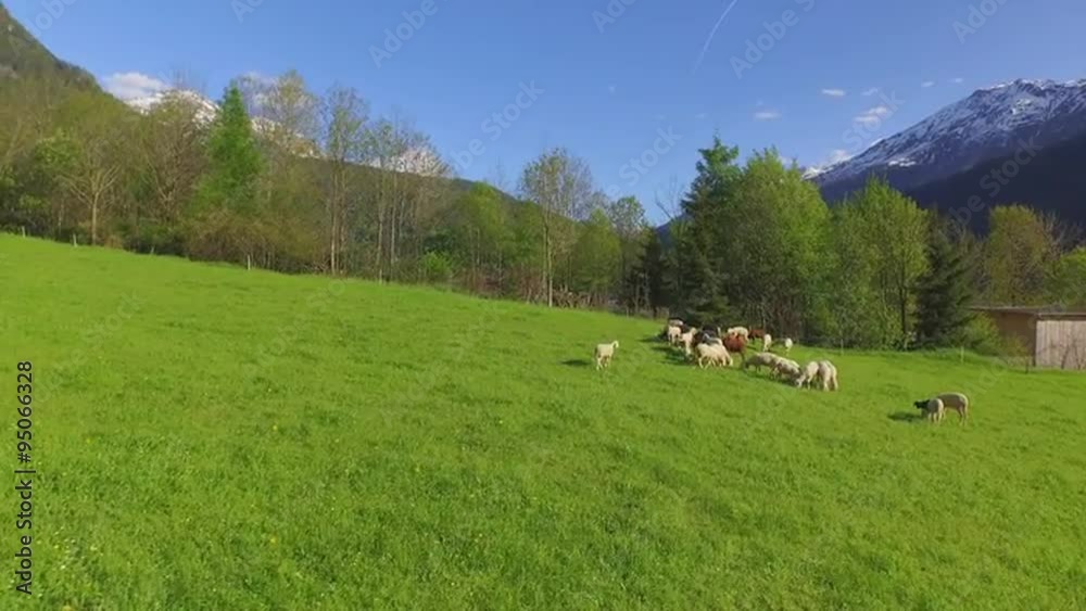AERIAL: Sheeps on a pasture in a big green field AERIAL: Sheeps on a pasture in a big green field