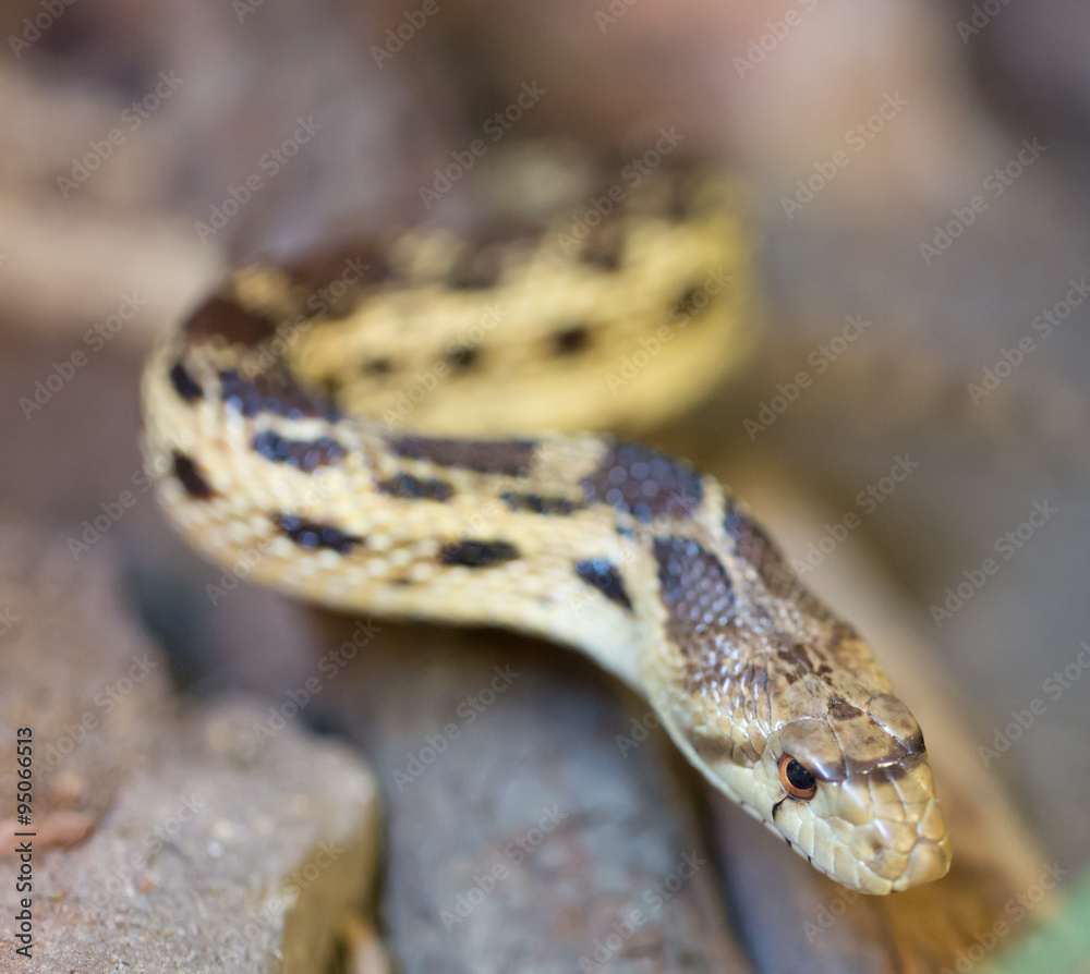 Pacific Gopher Snake (Pituophis catenifer catenifer) in captivity. San Francisco Bay Area, California, USA. Pacific Gopher Snake (Pituophis catenifer catenifer) in captivity. San Francisco Bay Area, California, USA.